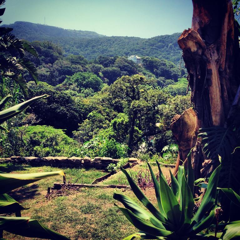 Albergue Jungle Monkey Backpackers Port Saint Johnʼs Exterior foto